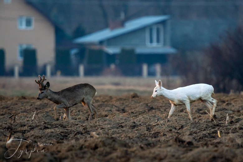 Niezwykła sarna albinos sfotografowana w poddębickim lesie.