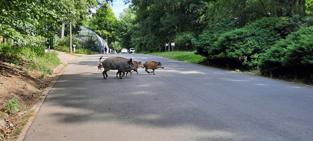 Ogród zoologiczny w Poznaniu. Dziki przechadzające się po ZOO