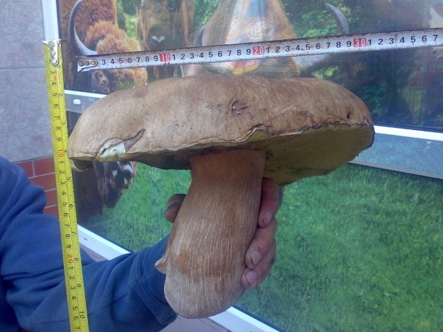 W lesie nad jeziorem Hancza Waclaw Giedrojc znalazl gigantycznego borowika o wadze 1.5 kg