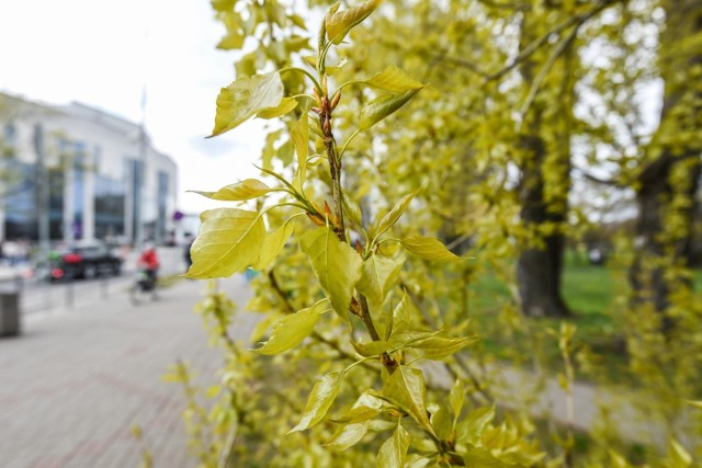 W maju dni są coraz dłuższe a temperatury wyższe, dlatego zdecydowanie chętniej spędzamy czas na świeżym powietrzu. W maju możemy w pełni cieszyć się urokami wiosny, jednak równocześnie wchodzimy w szczyt sezonu pylenia roślin, który jest zmorą wszystkich alergików! Brzoza, która jest silnym alergenem, jeszcze daje o sobie znać. Najbardziej alergizujące trawy właśnie zaczynają mocniej pylić. Na co trzeba szczególnie uważać? Które rośliny pylą w maju? Sprawdź teraz kalendarz pylenia na maj 2022 w naszej galerii >>>>>