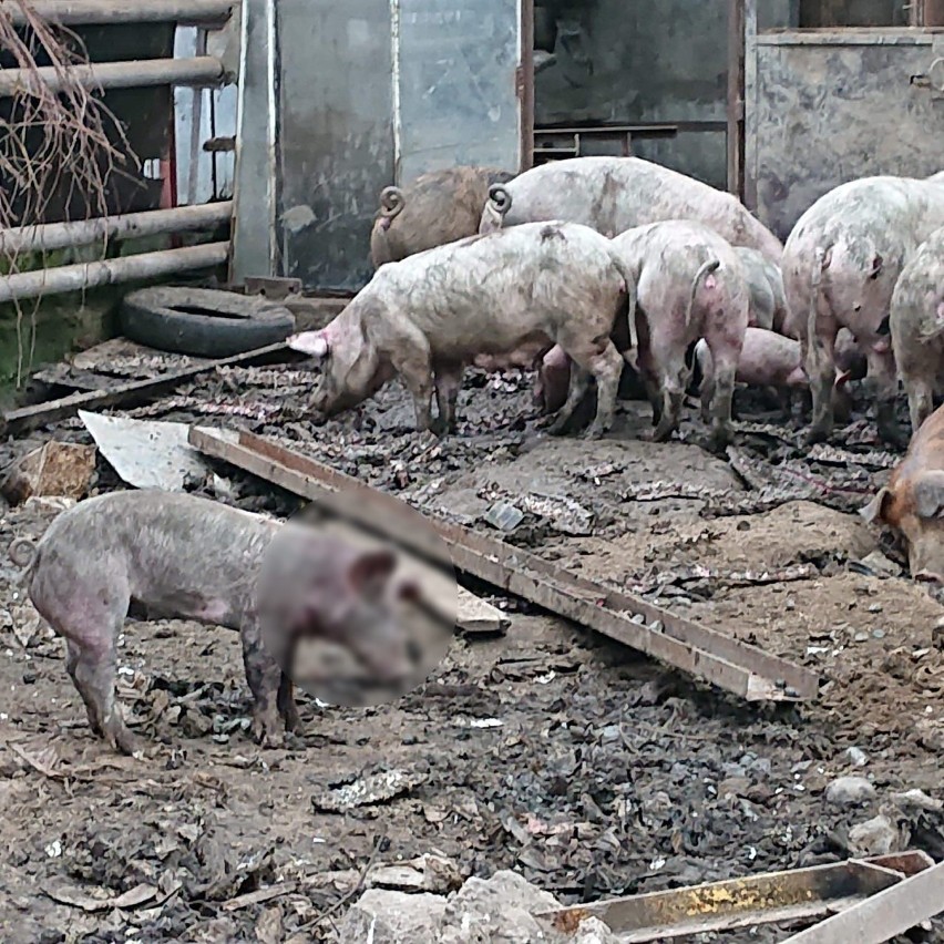 Świnie trzymane w katastrofalnych warunkach. 51-latek usłyszał zarzuty [ZDJĘCIA]