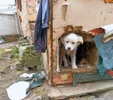 Polak nie uchodźca - nie wywiezie zwierząt z Ukrainy bez kompletu dokumentów