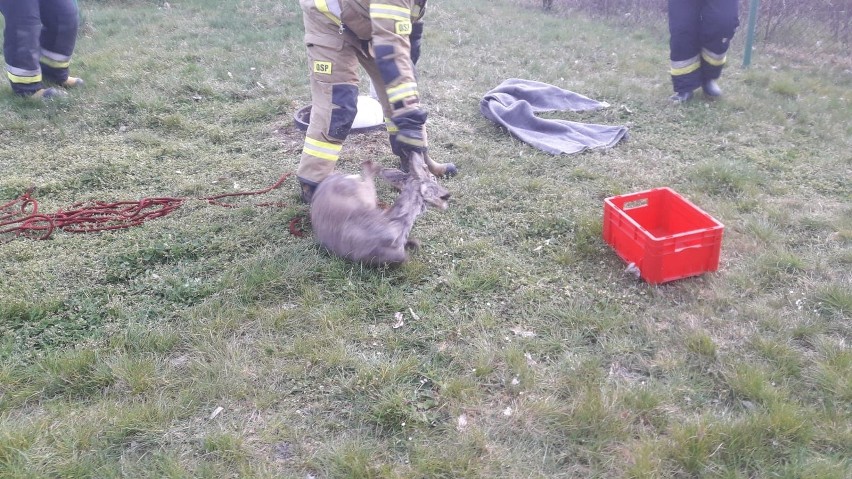 Sarna wpadła do studni na jednej z posesji w miejscowości...