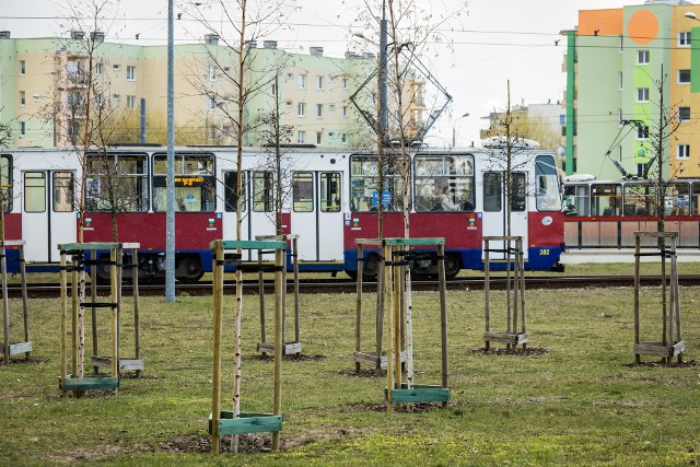 W ubiegłym roku nowo nasadzone drzewka przy pętli tramwajowej Niepodległości w większości uschły. Zastąpiono je nowymi, w ramach gwarancji. Z napięciem sprawdzam, jak sobie radzą te nowe...