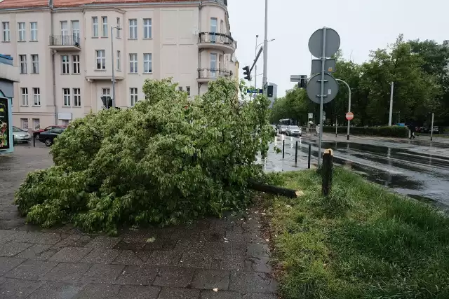 W nocy 20 kwietnia na wrocławskim osiedlu Borek ktoś ściął siekierą młode drzewo rosnące między ulicą a chodnikiem. Straty wyceniono na ponad 2 tysiące złotych.