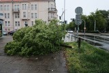 Skandal! Ktoś ściął siekierą młodą lipę na jednej z dużych wrocławskich ulic. Wandal spowodował straty na 2 tysiące złotych