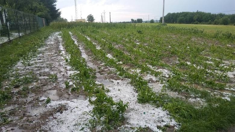 W gminie Igołomia-Wawrzeńczyce grad uszkodził uprawy w ponad...