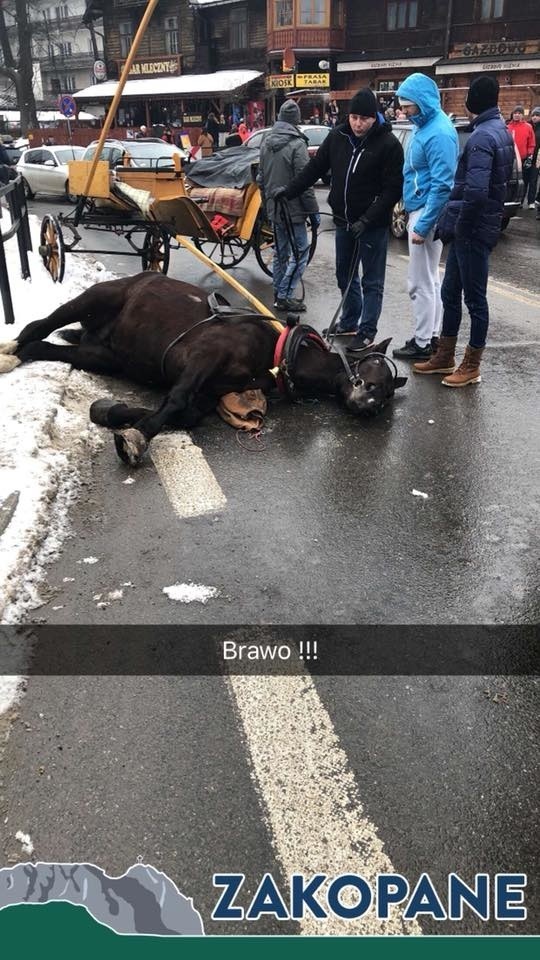 Zakopane. Spłoszony koń na Krupówkach staranował małe dziecko, woźnica ukarany mandatem