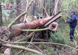 Okrzeja: Wypadek podczas wycinki lasu. Drzewo przygniotło 63-latka