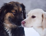 Psy do adopcji ze Schroniska dla Bezdomnych Zwierząt w Radomiu. Może któregoś pokochasz i zabierzesz do domu. Zobacz zdjęcia