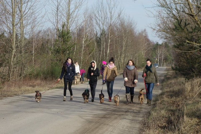 Wolontariat Schroniska w Nowodworze organizuje spacery z...