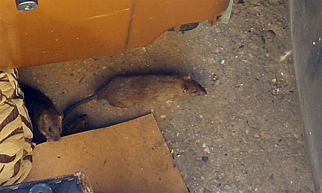 Szczury żyją przy śmietnikach.