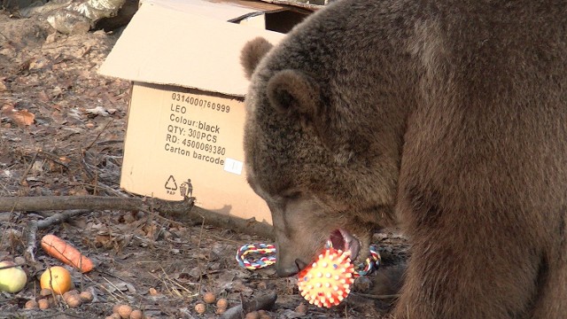 Poznańskie zoo: Cisna, Baloo i inne zwierzaki dostały świąteczne prezenty