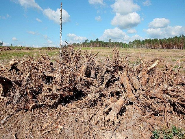 W Borach Tucholskich usuwa się tyle karpiny, ile zamawiają jej nabywcy. Prawdopodobne jest, że część korzeni zostanie w ziemi.