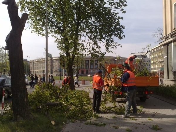 Silny wiatr złamał konary drzewa rosnącego przy ulicy Skłodowskiej.