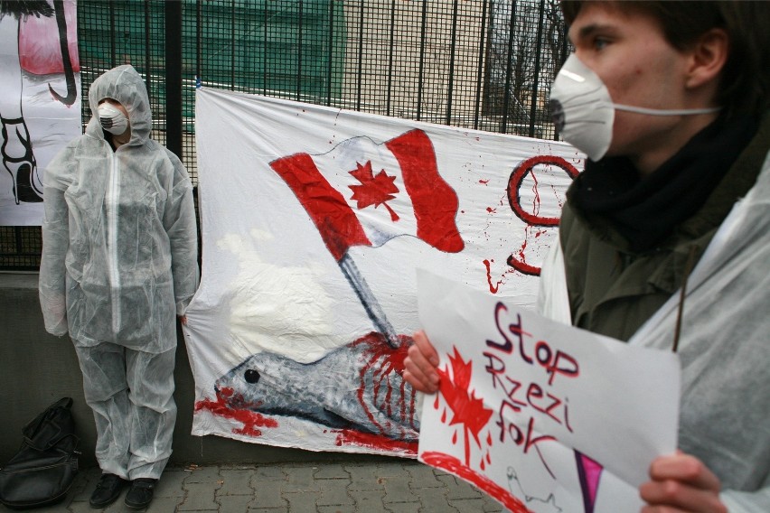 Protest przeciwko zabijaniu fok pod ambasadą Kanady.