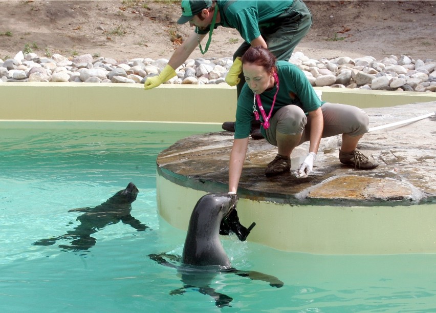 Foki we wrocławskim ogrodzie zoologicznym.