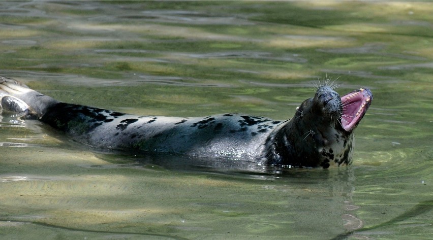 Foki żyją także w zoo w Gdańsku.