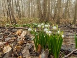 Kwitną śnieżyce w rezerwacie przyrody Śnieżycowy Jar pod Poznaniem. Kwiaty będzie można obejrzeć już w ten weekend