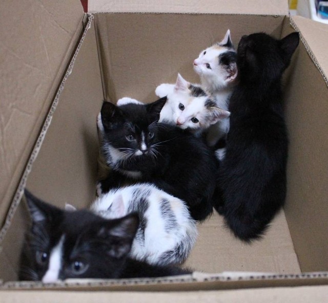Kociaki (3 dziewczynki-trikolor i 2 chłopców - czarne) pilnie poszukują nowego domu - zobacz!