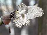 Sokoły będą straszyć gawrony w rzeszowskich parkach