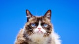 Nie żyje Grumpy Cat. Kotka była jednym z największych fenomenów internetu