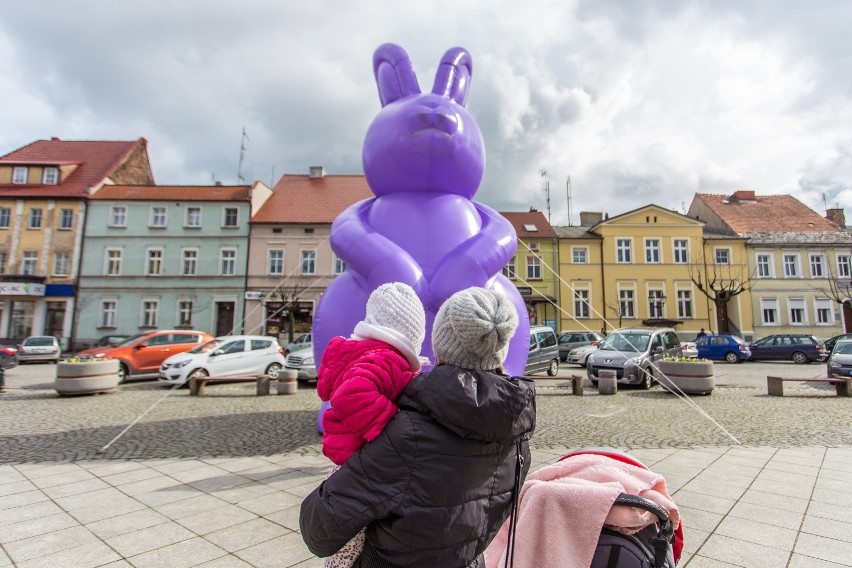 Ogromny zając pojawił się w Grodzisku Wielkopolskim