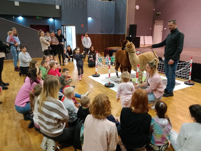 W ostatni dzień ferii w Gminnym Ośrodku Kultury w Nagłowicach dzieci miały okazje bliżej zapoznać się z parą uroczych alpak