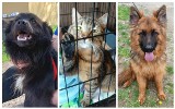 Psy i koty ze Schroniska w Rudniku czekają na kochający i odpowiedzialny dom. Potrzebna jest też specjalna karma dla psich seniorów. Zdjęcia