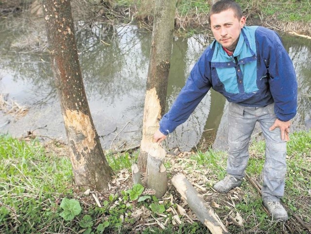 Bobry potrafią podciąć każde drzewo - mówi Piotr Mróz. - Zniszczyły już prawie wszystkie rosnące wokół stawów, więc szukając pożywienia wchodzą na posesje. Trudno się przed nimi uchronić