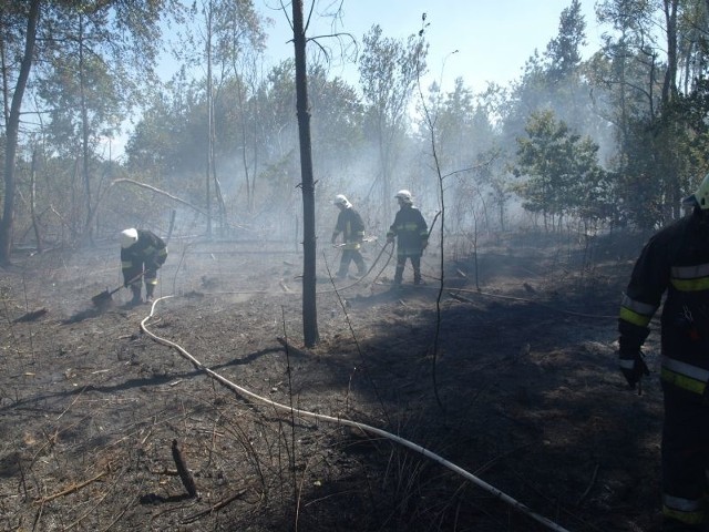 Sieradza k. Tarnowa, ogromny pożar lasu.