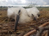 W gminie Pruszcz Gdański trwa akcja obrączkowania młodych bocianów. Ptaków znaleziono blisko 60! [zdjęcia]