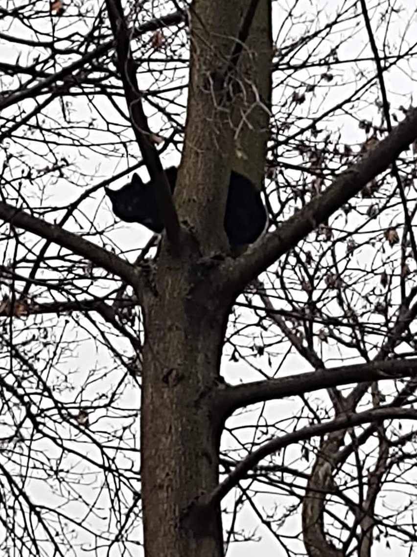 Animal Patrol Straży Miejskiej w Łodzi wezwany na pomoc przez mieszkańca Polesia 