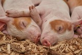 Unijna pomoc dla producentów świń? Minister Kowalczyk w przyszłym tygodniu złoży wniosek do KE