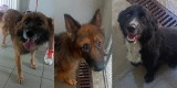 Te psy trafiły ostatnio do lubelskiego schroniska. Właściciele mają 2 tygodnie, by je odebrać. Czy zgubiłeś któregoś? Sprawdź