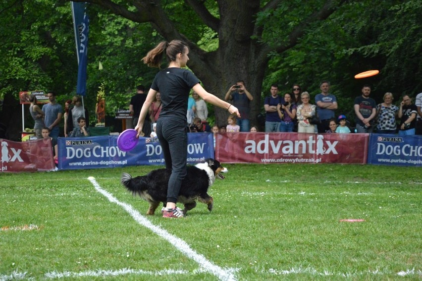 Zawody dogfrisbee czyli Dog Chow Disc Cup 2016 w parku...