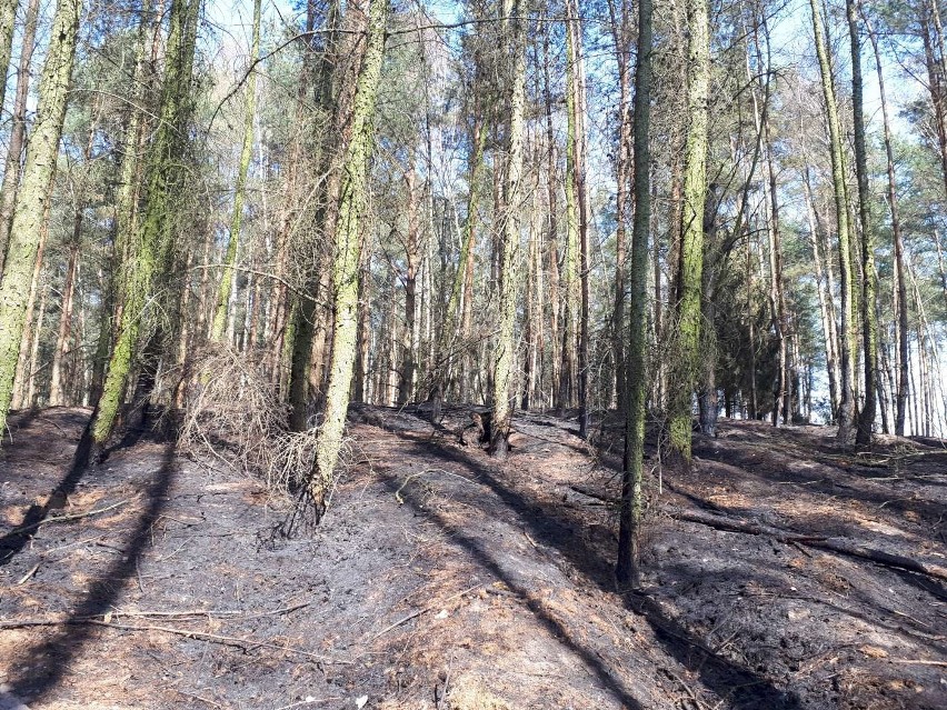 1 tona spalonych drzew i krzewów uwalnia 1375 kg dwutlenku...