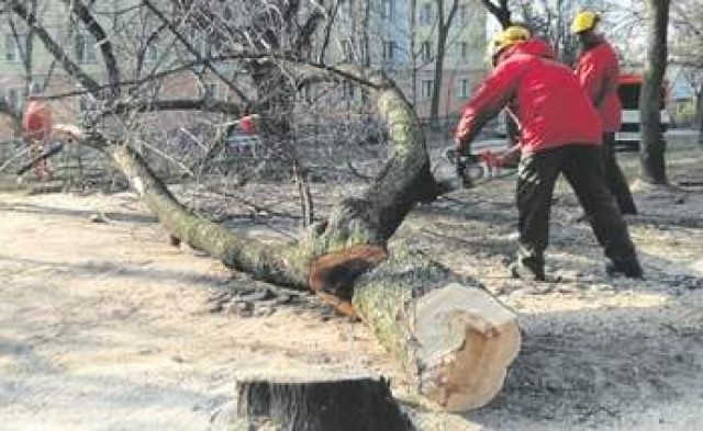 Na milion złotych oszacowano wstępnie straty samorządu Radomia z tytułu niegospodarnej polityki wycinki drzew. Prokuratura prowadzi śledztwo.