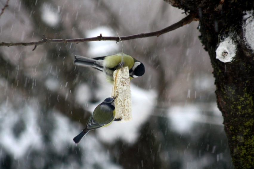 Dbajmy o ptasie brzuszki. Jak mądrze dokarmiać zwierzęta zimą? 