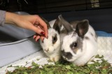 Spot Ministerstwa Zdrowia z królikami nie przestaje oburzać. Toruńska fundacja protestuje
