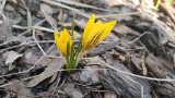 Pierwsze oznaki wiosny w Czeladzi! Na terenie ogródków działkowych w Zagłębiu pojawiły się krokusy i przebiśniegi 
