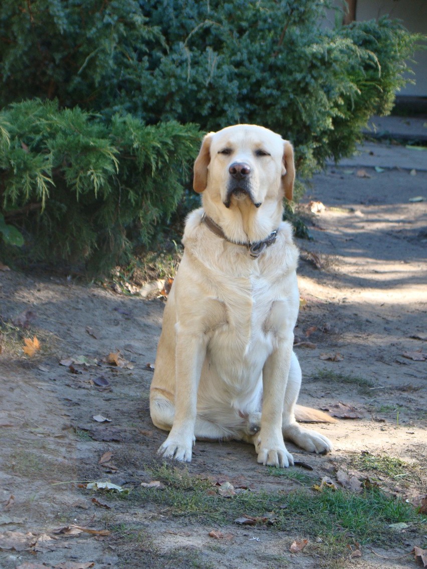 Dżambo. Jestem 3-letnim labradorem. Jestem  łagodny,...