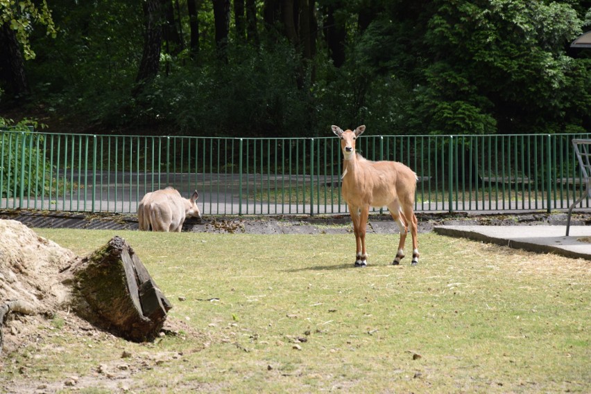 Nilgau. Najwięksi domownicy chorzowskiego zoo