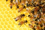Holandia: naukowcom udało się wyszkolić pszczoły, które z dużą precyzją wykrywają koronawirusa