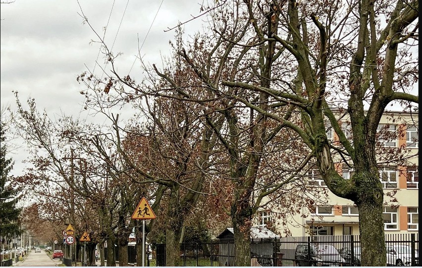 Miasto pozywa spółkę PGE za nieprawidłowe przycięcie drzew. Domaga się odszkodowania