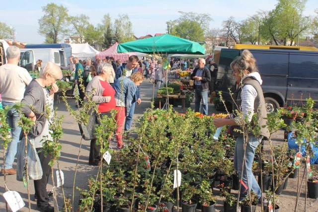 Zdaniem Iwony Kozaczek z gospodarstwa szkółkarskiego w Jaksicach, nagrzana ziemia przyspieszyła w  tym roku "wysiewki" sadzonek warzyw oraz drzewek i krzewów