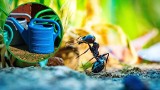 Te naturalne środki owadobójcze zrobisz w domu. Dzięki nim ocalisz ogród bez szkody dla środowiska. Poznaj 5 przepisów