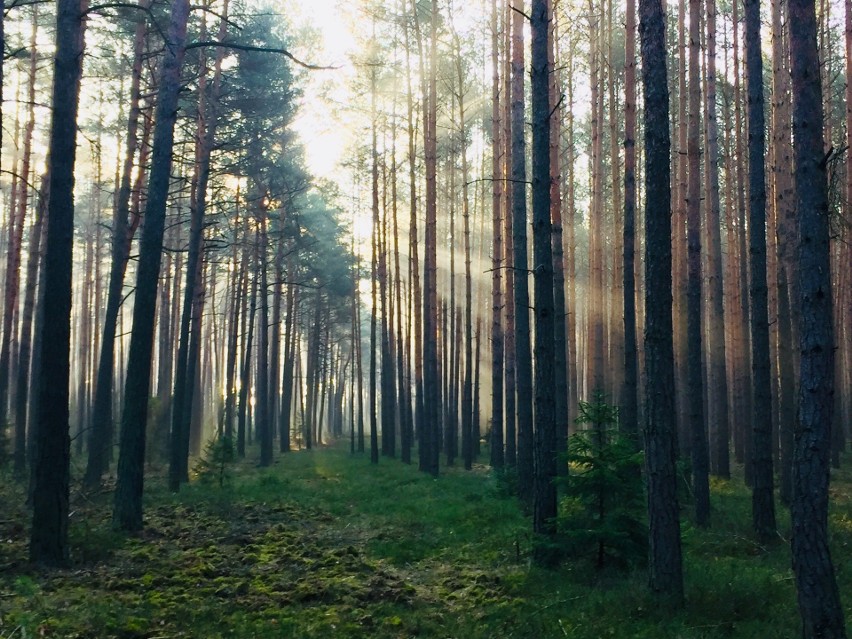 Zdjęcia lasu w wiosennej scenerii w Starym Oleśnie zrobił...