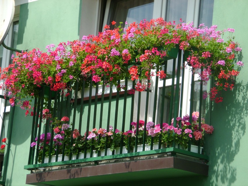 Top 10 najpiękniejszych roślin balkonowych...