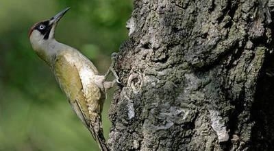 Czerwona mycka na głowie, solidny dziób, mocne pazury i twarde pióra ogona. Oto dzięcioł zielony. FOT. 123RF